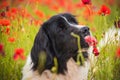 Landseer dog pure breed in poppy field flower Royalty Free Stock Photo