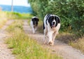 Landseer dog pure breed in road