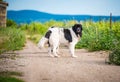 Landseer dog pure breed in road