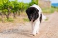 Landseer dog pure breed in road