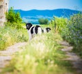 Landseer dog pure breed in road