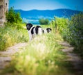 Landseer dog pure breed in road