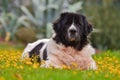 Landseer dog Royalty Free Stock Photo