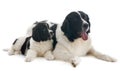 Landseer dogs Royalty Free Stock Photo