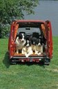 Landseer Dogs standing in Red Car Royalty Free Stock Photo