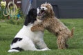 Landseer ECT and Cockapoo pups playing Royalty Free Stock Photo