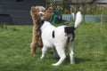 Landseer ECT and Cockapoo pups playing Royalty Free Stock Photo