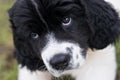 Landseer ECT giving the puppy eyes Royalty Free Stock Photo