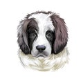 Landseer puppy muzzle watercolor portrait closeup digital art. Newfoundland dog from Canada, pedigree breed of large sizes, giant