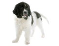 Landseer puppy Royalty Free Stock Photo