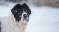 Landseer in the snow winter white playing pure breed