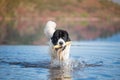 Landseer water work rescue dog Royalty Free Stock Photo