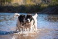 Landseer water work rescue dog Royalty Free Stock Photo