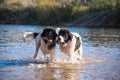 Landseer water work rescue dog Royalty Free Stock Photo