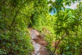 Landslide after rain on hiking trail natural tropical jungle Brazil Royalty Free Stock Photo