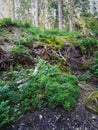 Landsliding in the forest