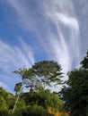 Landsmark trees under blues skays Royalty Free Stock Photo