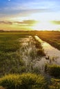 Landspace view over paddy field plantation in sunset