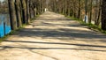 Lane around the pond lined by the trees