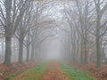 Lane with beech trees in foggy weather