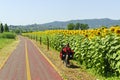 Lane for bicycles and sunflowers in Tuscany Royalty Free Stock Photo