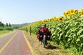 Lane for bicycles and sunflowers in Tuscany Royalty Free Stock Photo