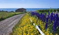 Lane with flowers, lobster traps, Newfoundland Royalty Free Stock Photo