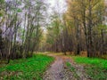 Lane going through spring misty forest Royalty Free Stock Photo