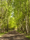 Lane lined by tall silver birch trees in dappled sunlight Royalty Free Stock Photo