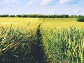 Lane of ripening wheat. Shinning young green wheat corns growing in field, light at horizon
