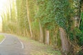 Lane running through the spring deciduous forest at dawn.