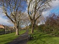 Lane thorugh a city park withh bare oak tres, lawn and benches in Dublin