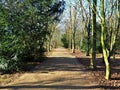 Lane through trees in dappled sunlight Royalty Free Stock Photo