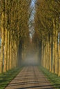 Lane of trees Royalty Free Stock Photo