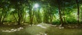 Lane with twisted trees at dirth road on old estates Royalty Free Stock Photo