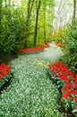 A lane with white common grape hyacinth Royalty Free Stock Photo