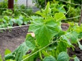 Lanes on a cucumber bed Royalty Free Stock Photo