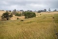 laneway on a livestock farm in a gateway on a agriculure farm in austrlian in a dry summer Royalty Free Stock Photo