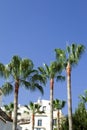 Charming Frigiliana village, southern Spain. Tall, dramatic palm trees set against a blue sky..