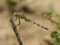 Lange oeverlibel, Long Skimmer, Orthetrum trinacria