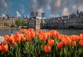 Parlement buildings combinate with dutch tulips. Royalty Free Stock Photo