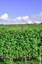 Langhe, Barolo vineyards panorama Royalty Free Stock Photo