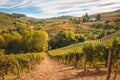 Langhe e Roero vineyards autumn landscape Royalty Free Stock Photo