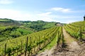 Langhe Hills, Piedmont