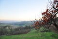 Langhe and Roero region landscape, persimmon fruit tree, Piemonte Royalty Free Stock Photo