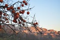 Langhe and Roero region landscape, persimmon fruit tree, Piemonte