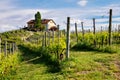 Langhe and Roero vineyards. Farm on the hill near Barolo. Nebbiolo, Dolcetto, Barbaresco red wine. Viticulture in Barolo Royalty Free Stock Photo