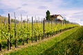 Langhe and Roero vineyards. Springtime. Viticulture near Barolo, Piedmont, Italy, Unesco heritage. Dolcetto, Barbaresco Royalty Free Stock Photo