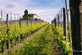 Langhe and Roero vineyards. Springtime. Viticulture near Barolo, Piedmont, Italy, Unesco heritage. Dolcetto, Barbaresco Royalty Free Stock Photo