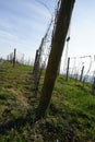 Langhe vineyard in winter near Serralunga d`Alba, Piedmont - Italy Royalty Free Stock Photo